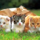 매가패스 이미지