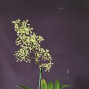 Encyclia aromatica 이미지