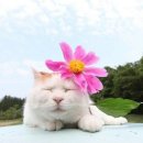 꽃냥이 이미지