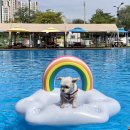 도그 스포지움 이미지