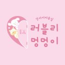 플러스애견미용실 이미지