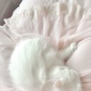 산대로 | 바닷속 어느 생물은 영생을 산대