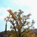 대관령 농장 이미지