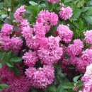 도로시(Dorothy) 이미지