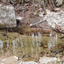 하늘애견 이미지