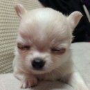 정직유부 홍대점 | 4월? 죽을 사