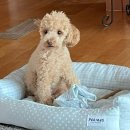 댕그리미 이미지