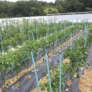 서농초등학교 이미지