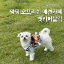 카페도즈오프;애견운동장 | 양평 애견카페 펫리퍼블릭 실내 오프리쉬 운동장 후기