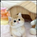 더 반려 강아지분양 고양이분양 잠실본점 이미지