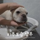 위례송파강아지분양르달링 | 강아지 보습 샴푸 후기
