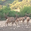 설화사슴목장 이미지