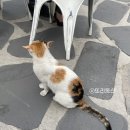 동화택시 이미지