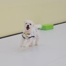 모글리몽 이미지