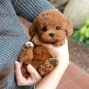 부산강아지분양 미유펫 이미지