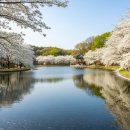 마령면 이팝나무길 | 밀양 위양지 이팝나무 개화시기와 주차 정보 총정리