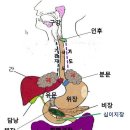 오장육부 이미지