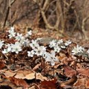 경주 금곡산.. 변산아씨 보러갔다가 너도바람꽃도... 이미지