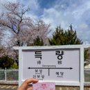 보성광고 | 보성 득량역 기차 벚꽃길 실시간 개화 상태 (26.4.4.)