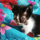 꿈꾸는 고양이 이미지