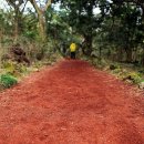 천년비자 이미지