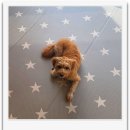 개님살롱레이크사이드 이미지