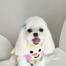 그루밍무무 이미지