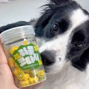 펫플러스라이프 | 네이버 펫 바우처 가입방법, 혜택, 후기까지! 핏펫 고래패드 싸게사는 꿀팁