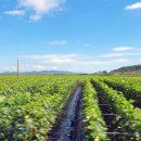 1004(천사)민박 이미지