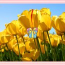 꽃들처럼 이미지