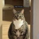 순한고양이 이미지