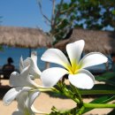 일랑일랑 이미지