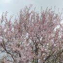 양벚나무(체리나무) 이미지