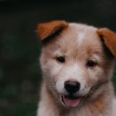 시드니종합동물병원 이미지