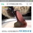 강아지 스탠딩 급수기 사용하지 마세요 이미지