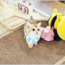 아담스펫 강아지분양 고양이분양 창원점 이미지