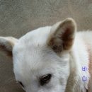 똥강생이