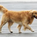 사람과애견 이미지