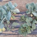 범골농장 이미지