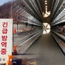 용인양계 이미지