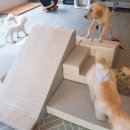 아리댕댕애견카페 이미지