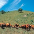 영서축산 이미지