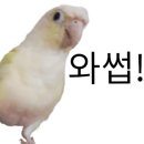 설강화케이크