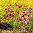 자연의 미학 이미지