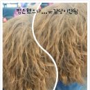 참꽃미용실 네이버블로그