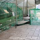 세곡농장 | 서초 강남 아기랑 농장체험 ‘은진농장’ 4월 묘목심기 당근수확