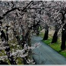 [전북-익산] 내 마음에 산수화를 그린, 함벽정 벚꽃길 이미지