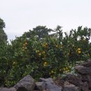 표선농협2 | [제주 3박 4일] 현지인 추천 표선, 서귀포 제주 여행 코스 1, 2일차 (표선당포회센터, 꿩 마을, 백한철...