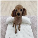 마더스펫 네이버블로그