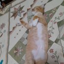 오묘 고양이카페호텔미용 이미지